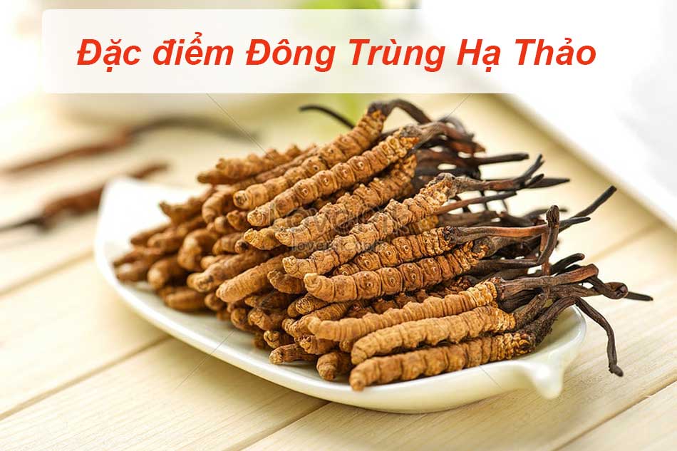 Các đặc điểm về dược liệu Đông Trùng Hạ Thảo