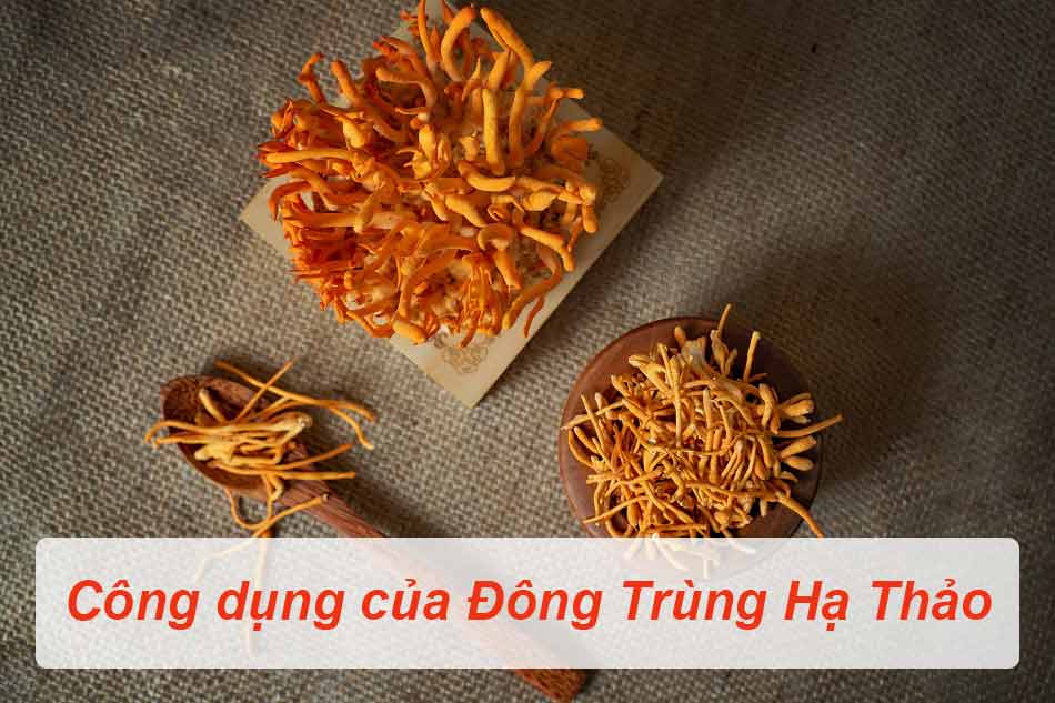 Các tác dụng của Đông Trùng Hạ Thảo